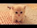 「猫かわいい」 すごくかわいい子猫 - 最も面白い猫の映画2017 #104