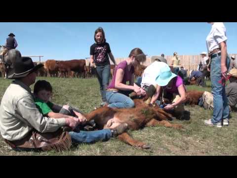 Branding Cattle