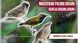 Masteran Burung Kecil Nembak Gereja Tarung Sogok Ontong Ciblek Gunung Masteran Kombinasi