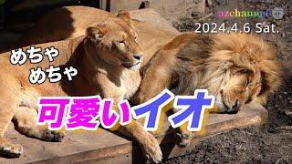 【旭山動物園ライオン】オリトにそっと甘える可愛いイオ、そこには相思相愛の夫婦の姿がある