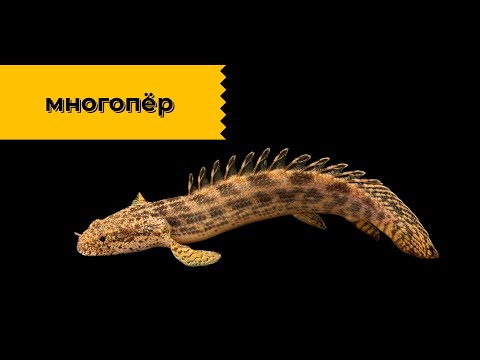 Многоперы - рыбы-драконы! Наталья Носова.