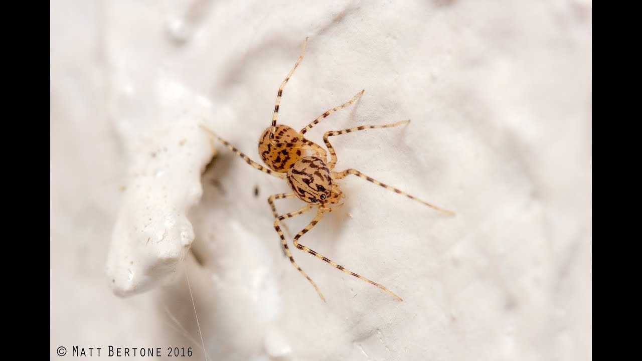 The spiders you'll find in your house, if you look closely | UNC-TV