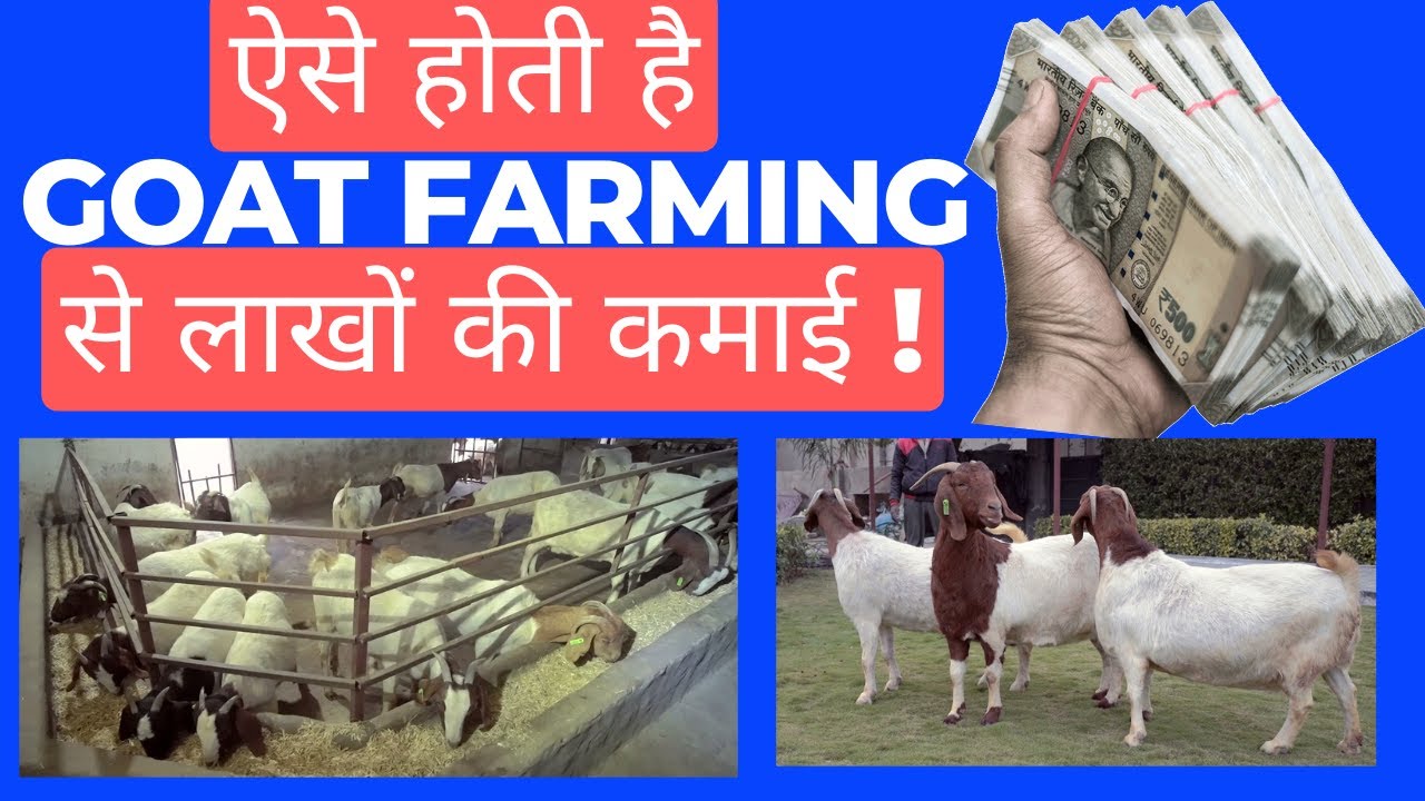 Contract Goat Farming Goat Farming In India Business Ideas YouTube contract-goat-farming-goat-farming-in-india-business-ideas-youtube
