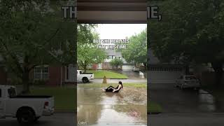Thumbnail for Woman makes new friend laying in the rain 💕☔