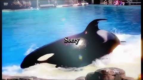 MEP part 6 remake @Feyhrej_TheCetaceaPhantasia 