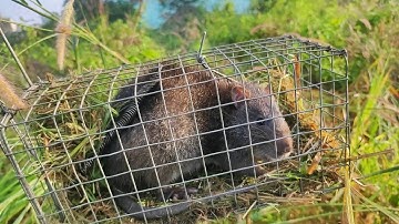 #bẫy chuột | Tới miệng ăn mà ăn không được @lambienhoatv#săn bắt#baychuotdong