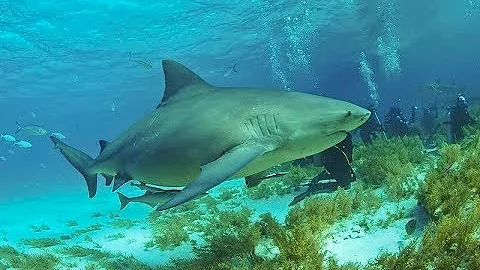 Facts: The Bull Shark
