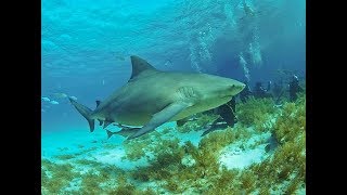 Facts: The Bull Shark