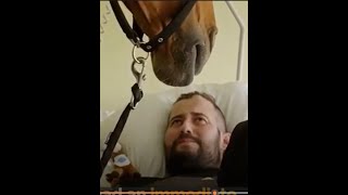 Уникальный Конь-Терапевт, Посещающий Больницы И Дома Престарелых 🤕❤️‍🩹🐎