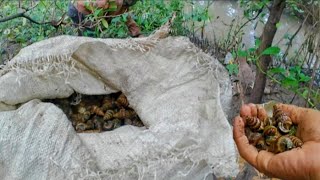 Download Lagu masuk hutan mangrove mencari kol nenek atau apapun yang bisa jadi cuan nantinya MP3