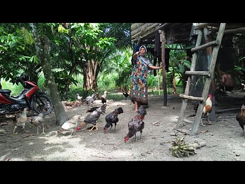 Video: Memelihara Ayam Di Pedesaan Di Musim Dingin