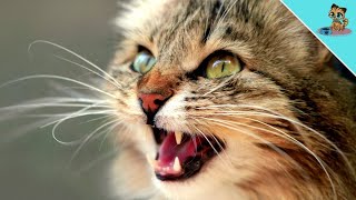 DESHALB hört deine Katze nicht auf zu miauen! (WICHTIG)
