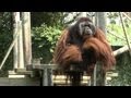 Rudi the Orangutan Gets His Heart Checked