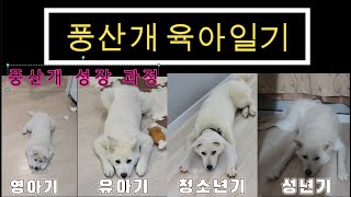 #15. 풍산개 영아기~성년기 과정