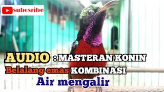 Masteran konin suara belalang emas KOMBINASI gemericik air mengalir