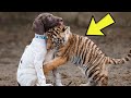 Este Cachorro Se Sorprende Cuando Este Joven Tigre Se Acercó A Él