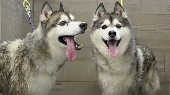 Anxious Husky Sings the Song of His People During Groom