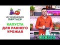 КАПУСТА ДЛЯ РАННЕГО УРОЖАЯ