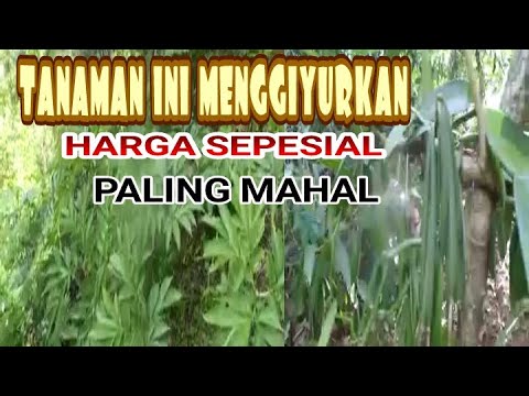 Tanaman coblok & vanili harga paling mahal (auto kaya ...