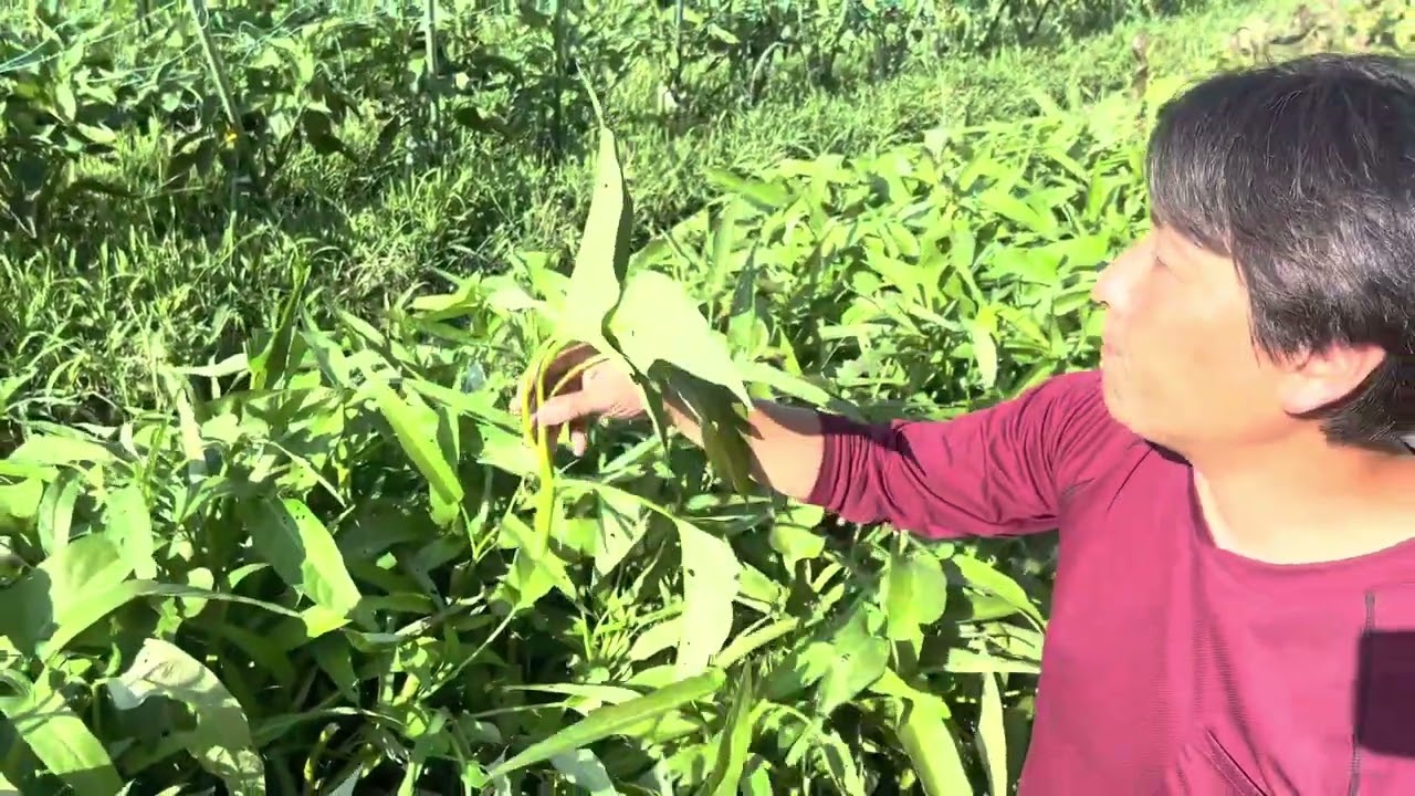空芯菜の収穫の仕方 Youtube