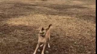 Dog Plays Catch
