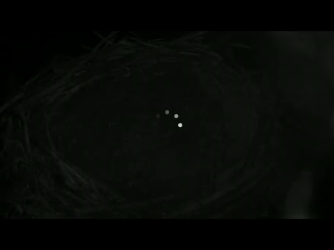 Glaslyn Ospreys Live Stream