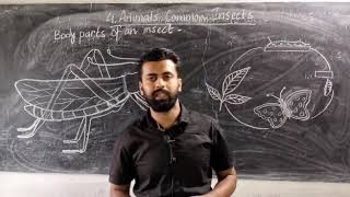 Class III # Science # Chapter 4(Animals :Common Insects)