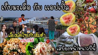 EP.416 Picking figs and apples in the garden.Koreans gave me a refrigerator.I cook Thai food for you