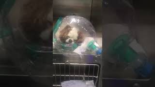 Cavalier King con distress respiratorio da colpo di calore (Video 2)