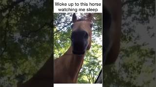 Woke up to this horse watching me sleep 😂 #voiceover #tutweezy #funnyanimals