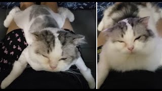 サマーカット後も飼い主のにしがみつく。モフモフ時と比較。