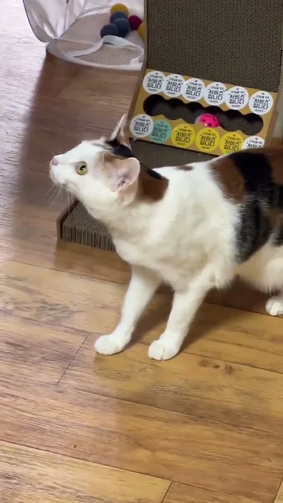 C magnifique vidéo chat ? ? ? ?
