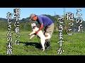 【無謀です】襲って来る紀州犬Mixを抱っこしてみた