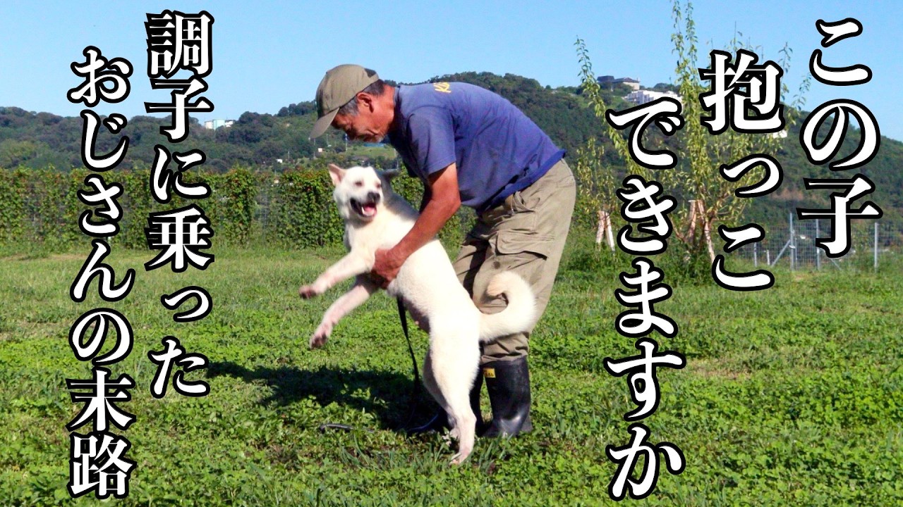 【無謀です】襲って来る紀州犬Mixを抱っこしてみた