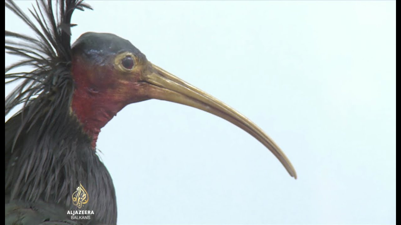 طائر انقرض في أوروبا الوسطى أصبح أكثر شيوعاً في البوسنة والهرسك