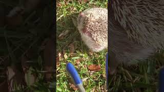 Hedgehogs outside in the grass first time.