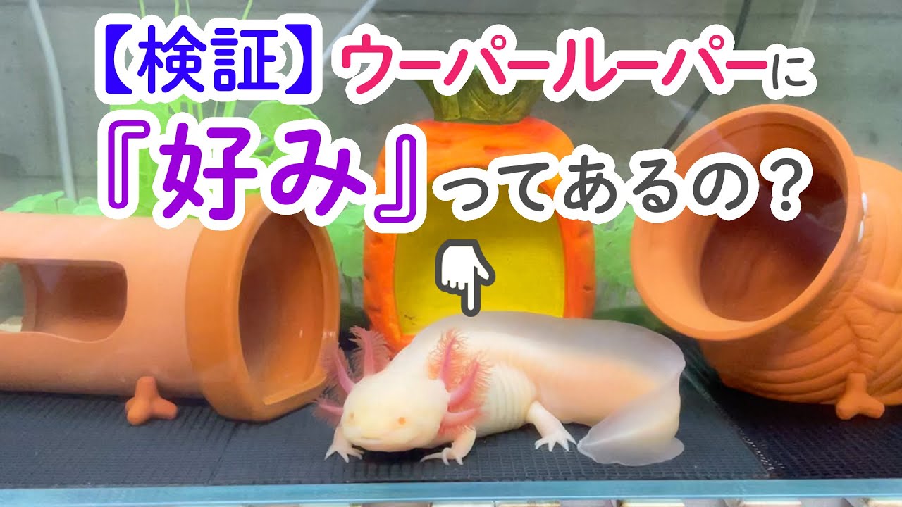 メキシコサラマンダー ウーパールーパー ユージン たのしい飼育当番
