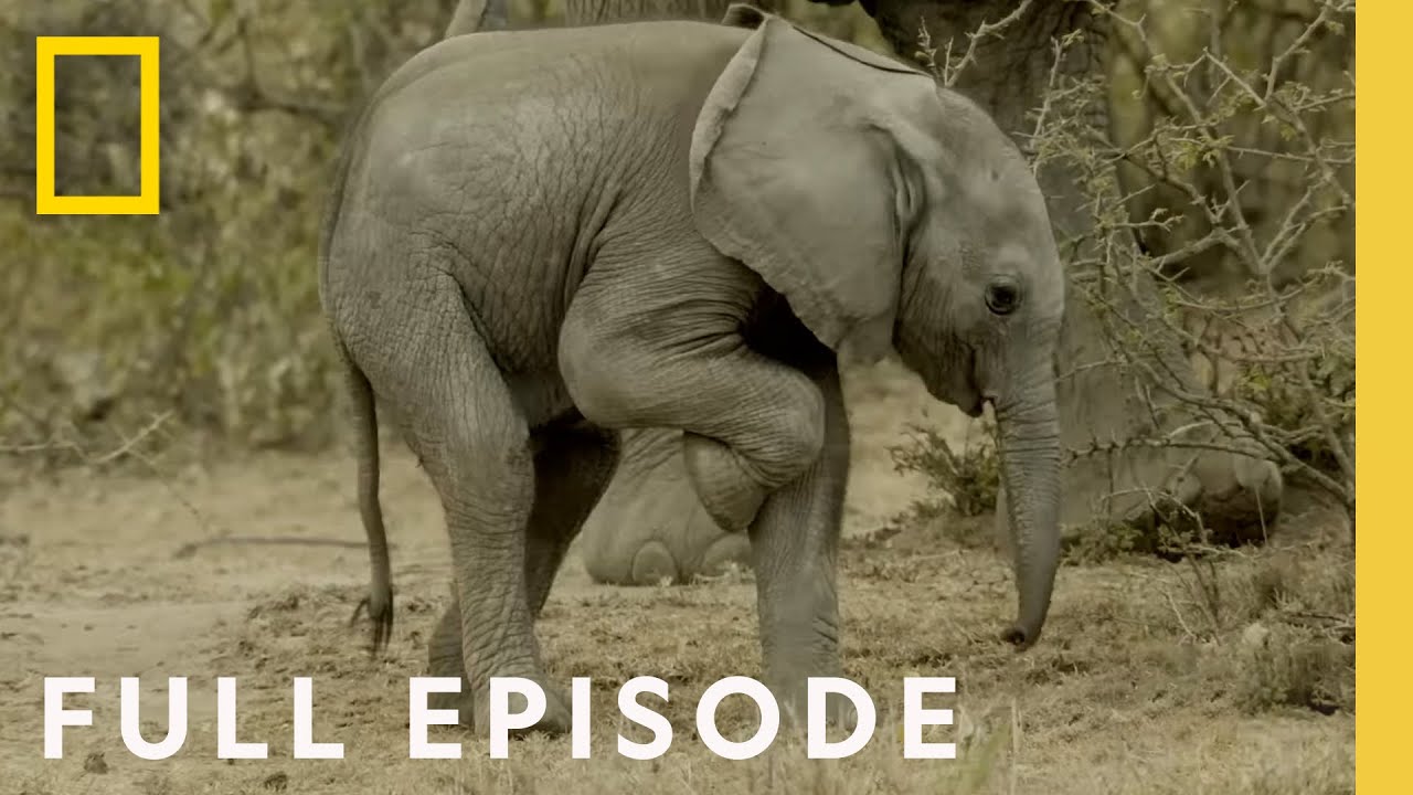 Follow an elephant calf in its first year of life (Full Episode) Happy Baby  Elephant