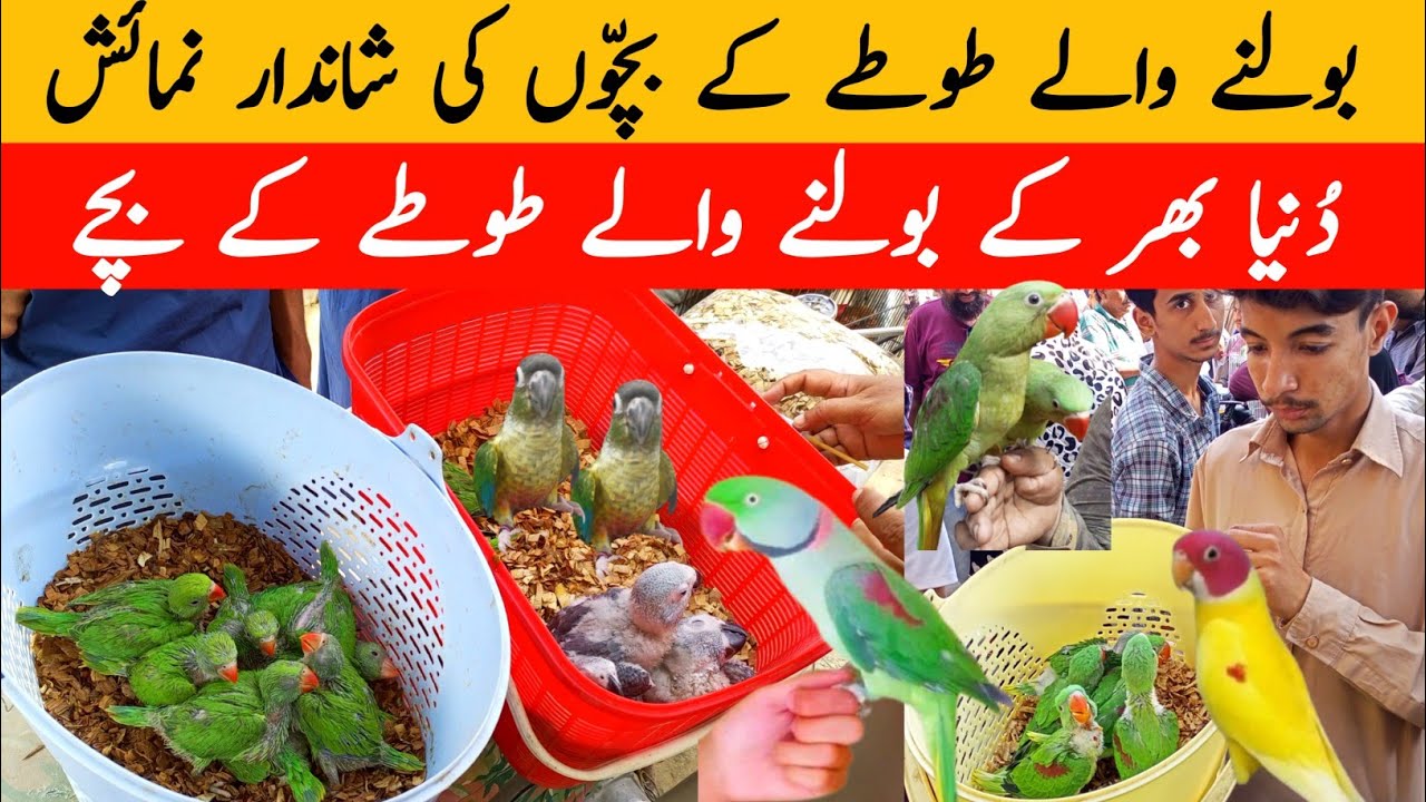 Raw Baby Parrot Price 2023 Lalukhet Birds Market Ringneck Parrots Baby in Low Cost YouTube