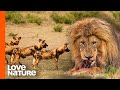 Nsefu Lion King Steals from 12 Wild Dogs | Love Nature