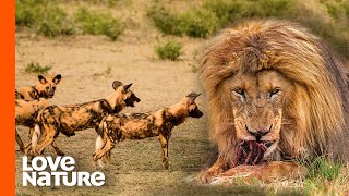 Nsefu Lion King Steals from 12 Wild Dogs | Love Nature