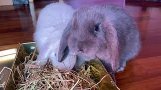 Cute Blue Baby Rabbit Eating Hay by Bunny Love 4,784 views 2 years ago 1 minute, 24 seconds