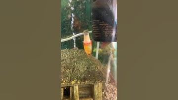 Help!! My Platy fish is dying? #aquarium #advice #shorts