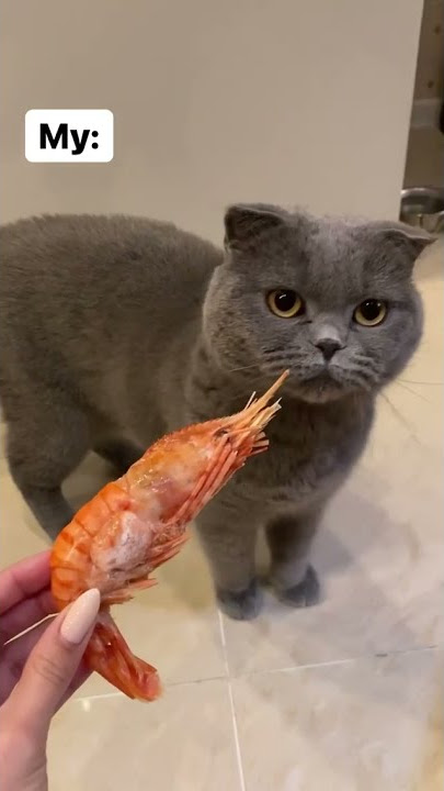 Reaksi kucing kampung dan bsh kalau di kasih udang