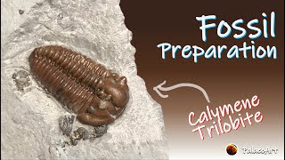 Fossil Preparation - Calymene breviceps Trilobite using air abrasion tools