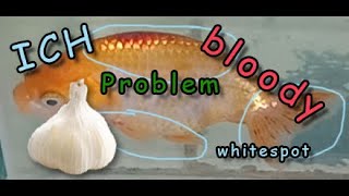 How to treat and cure severe and bloody  ICH on Ranchu goldfish With the help of Salt and Garlic