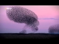 Wild Balkans - Dance of the starlings(part)