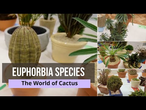 Vídeo: Euphorbia Severtsov