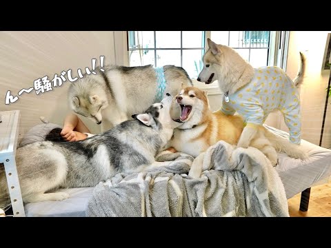 【大変】ベッドで寝る飼い主を囲んではしゃぐ4頭のハスキーが騒がしすぎる...笑 【シベリアンハスキー】
