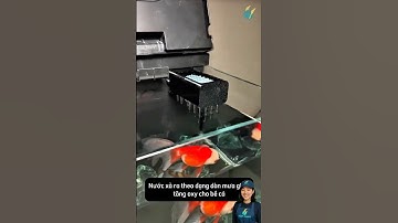 Đầu xả dàn mưa cho bể cá thông minh vừa lọc sạch nước vừa tăng oxy #aquarium #youtubeshorts